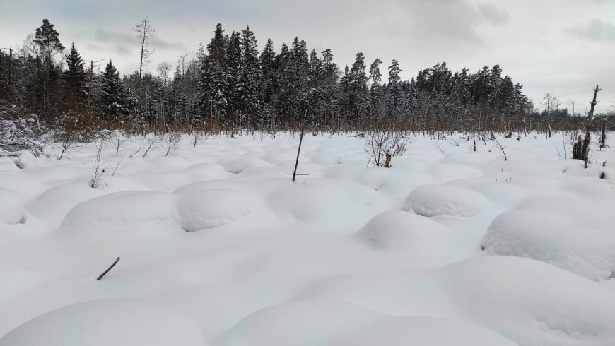 Minima pasaulinė pelkinių vietovių diena