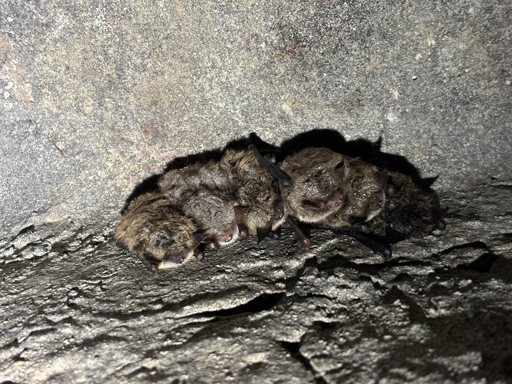 Nauja žvaigždė sužibo!